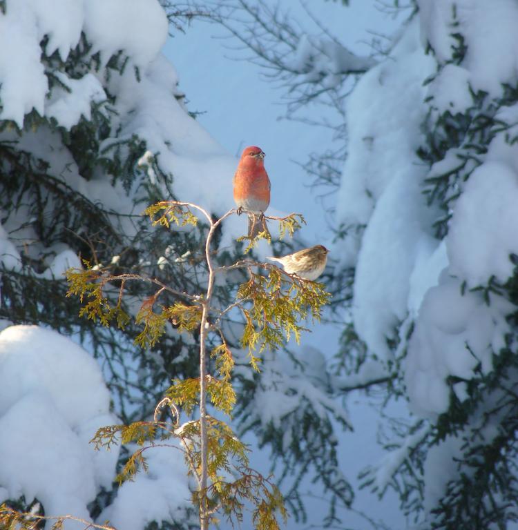 Gite De La Riviere Bed & Breakfast Chibougamau Bagian luar foto